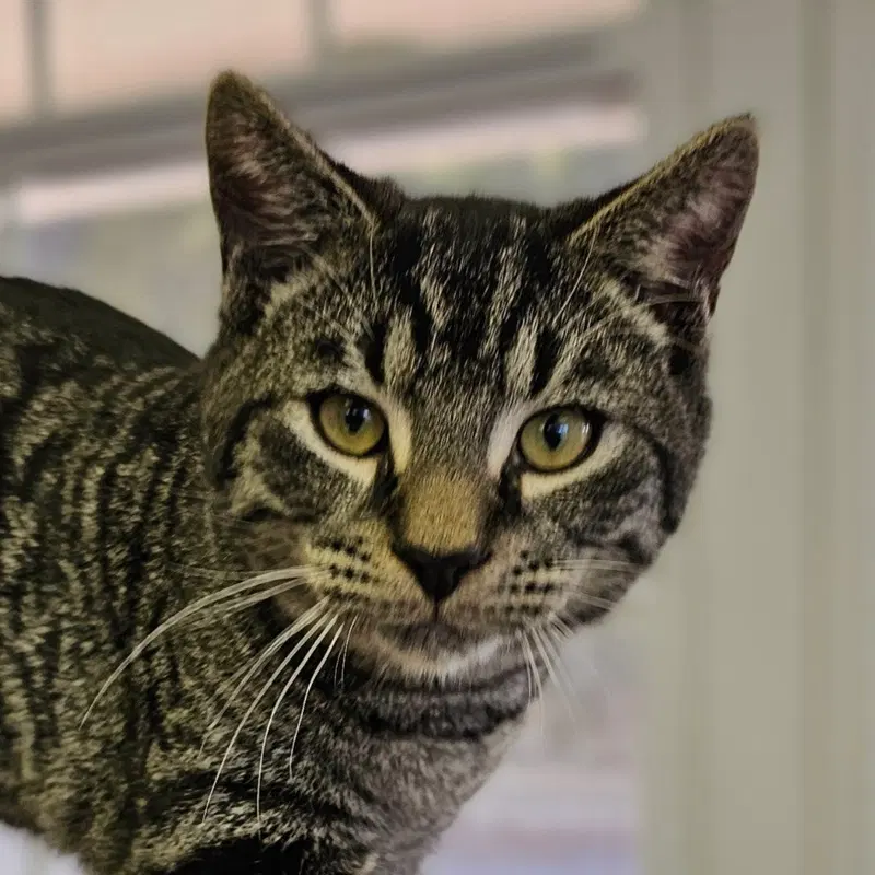 Finn, a male kitten up for adoption