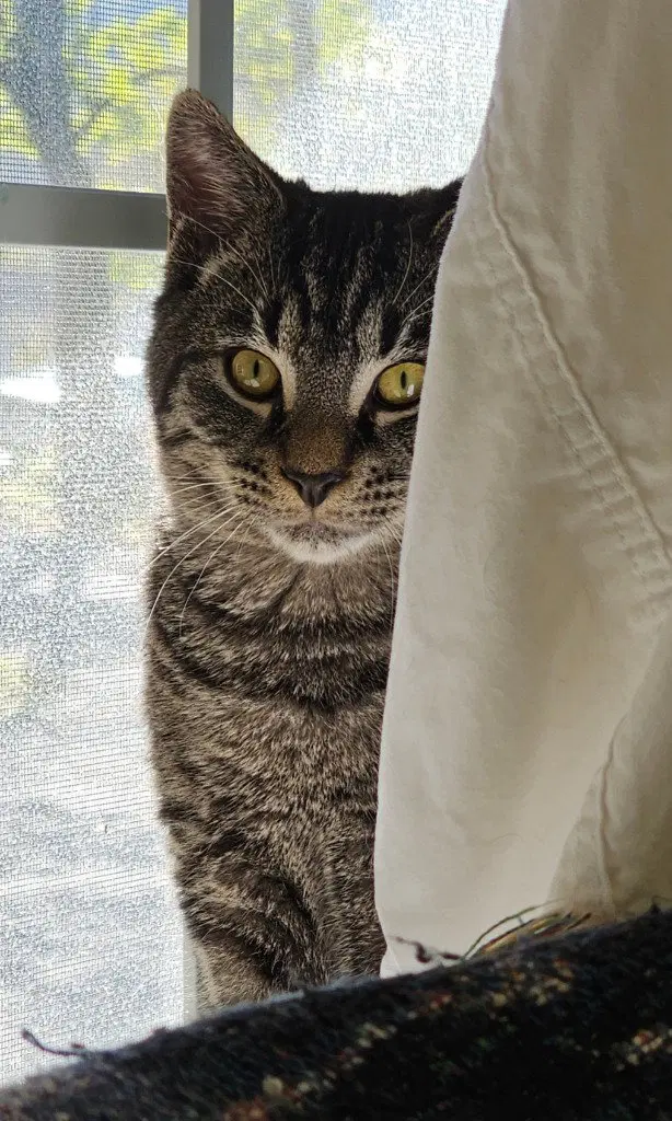 Finn, photo 3