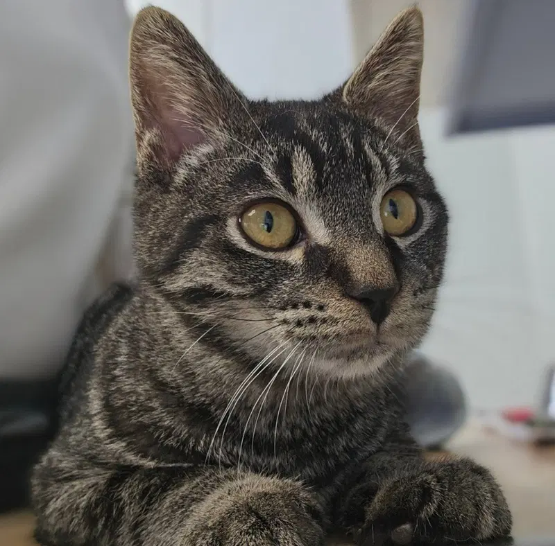 Sawyer, a male kitten up for adoption