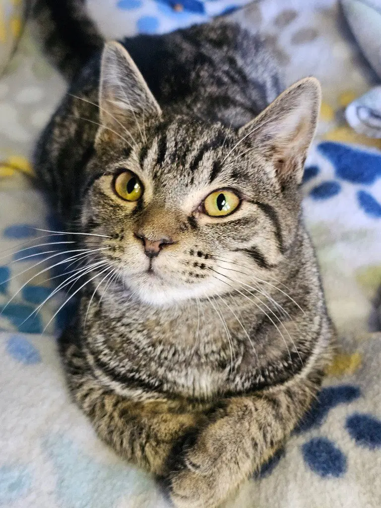 Olivia, a female kitten up for adoption