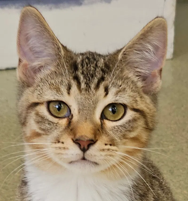Beau, a male kitten up for adoption