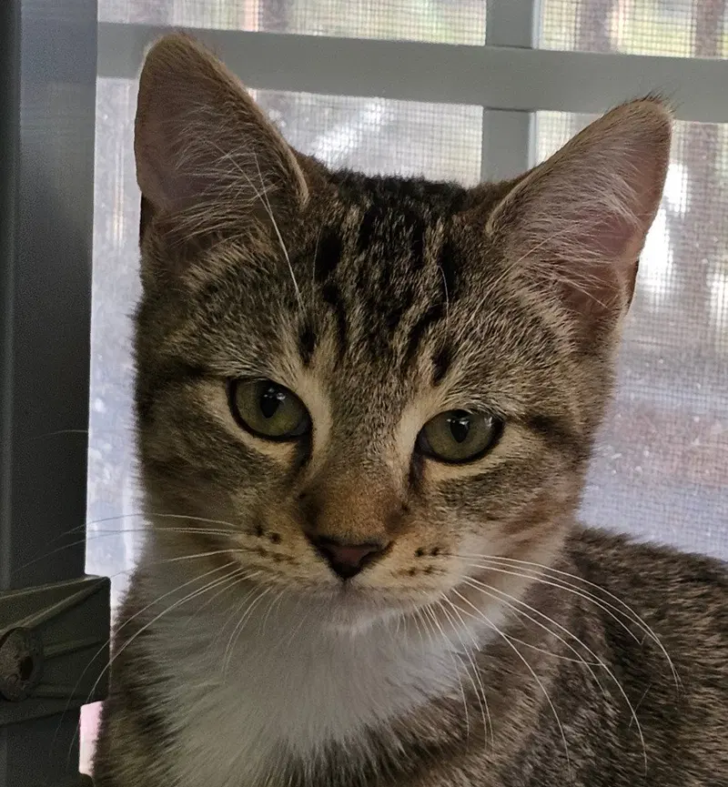 Arrow, a male kitten up for adoption