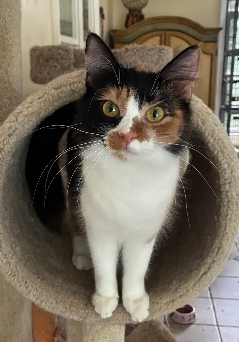 Pumpkin, a young female cat up for adoption