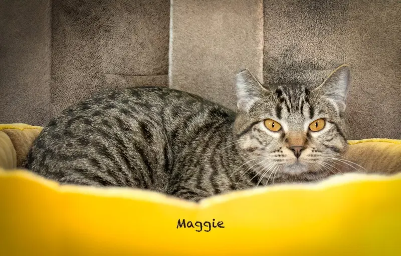 Maggie, a female kitten up for adoption