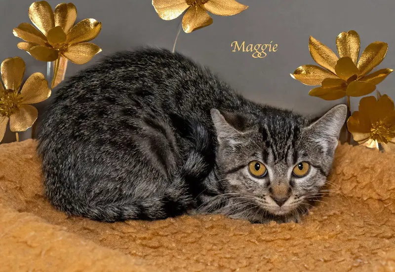 Maggie, photo 2