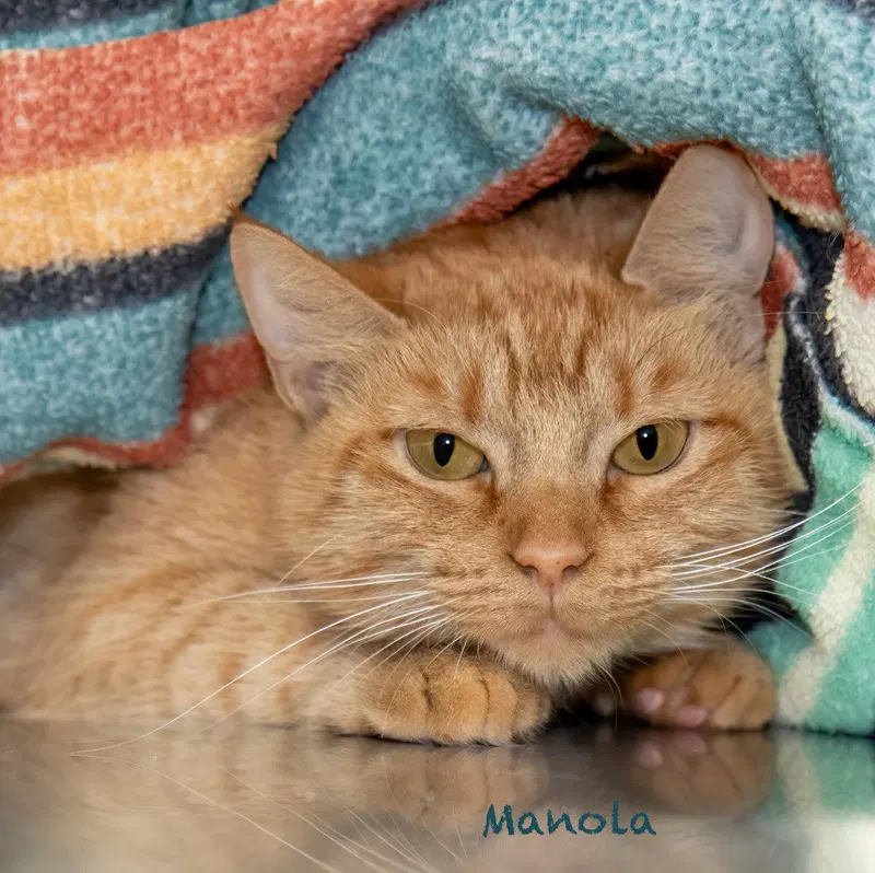 Manola, an adult female cat up for adoption
