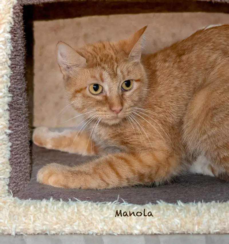 Manola, photo 2
