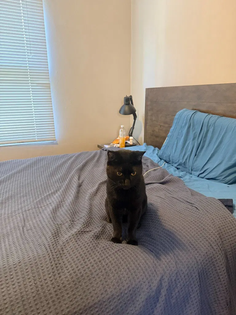 Betelgeuse, an adult male cat up for adoption