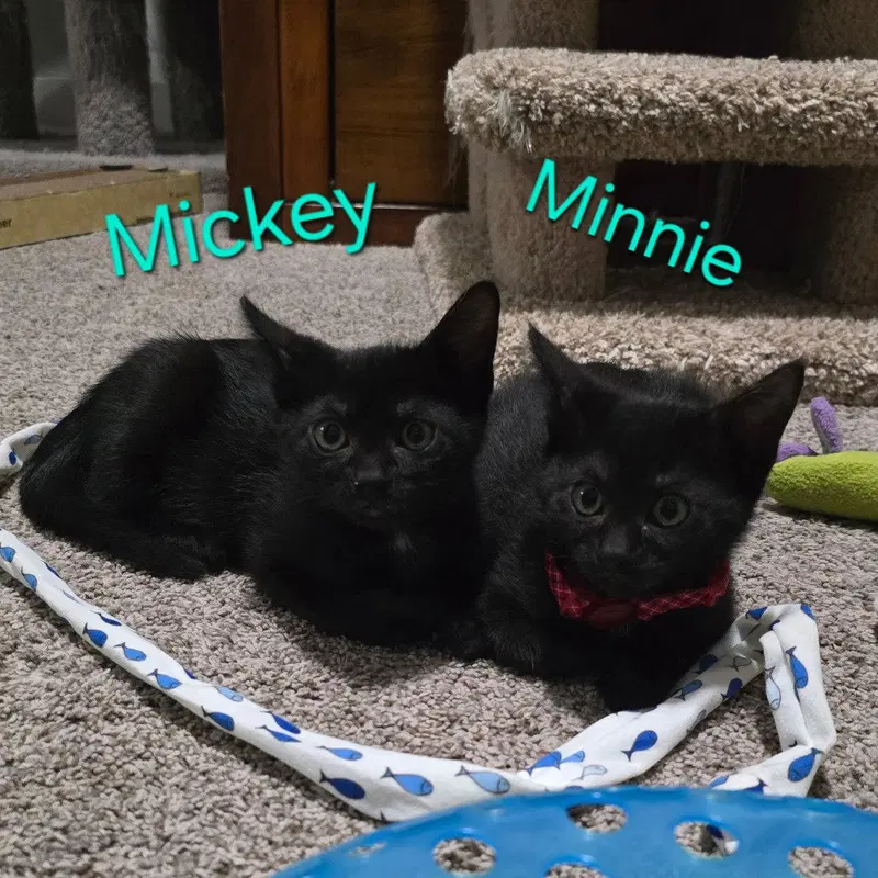 Minnie, photo 2