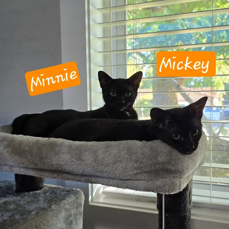Mickey, a male kitten up for adoption
