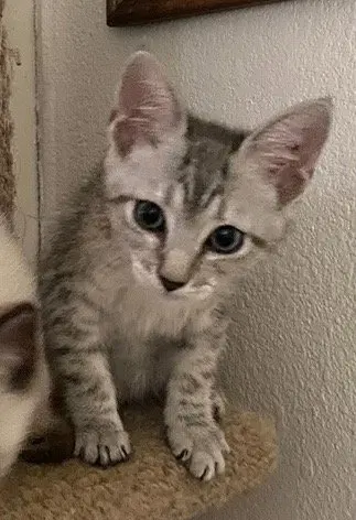 Sam, a male Tabby kitten up for adoption