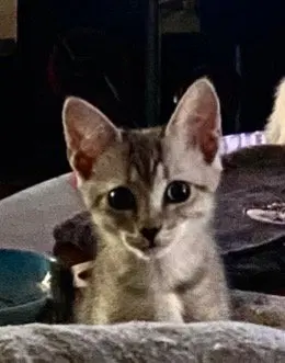 Sam, photo 2