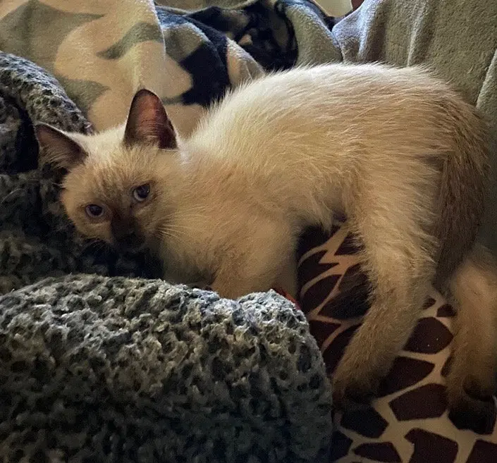 Sally, a female Siamese kitten up for adoption
