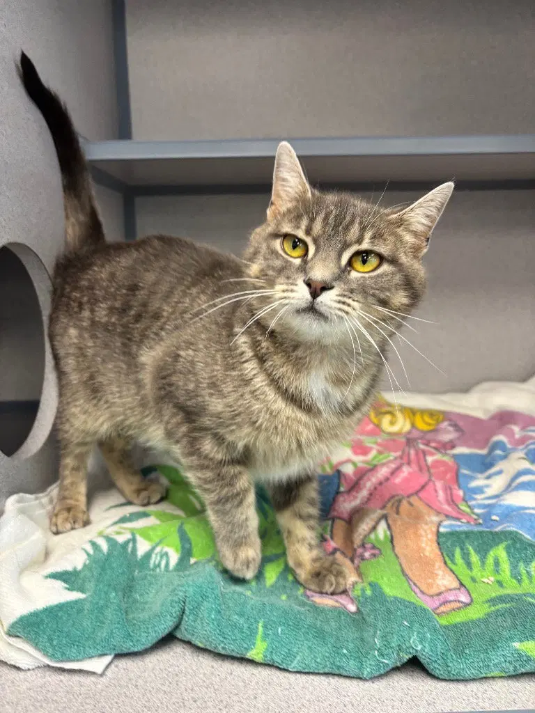 Kaya, a young female cat up for adoption