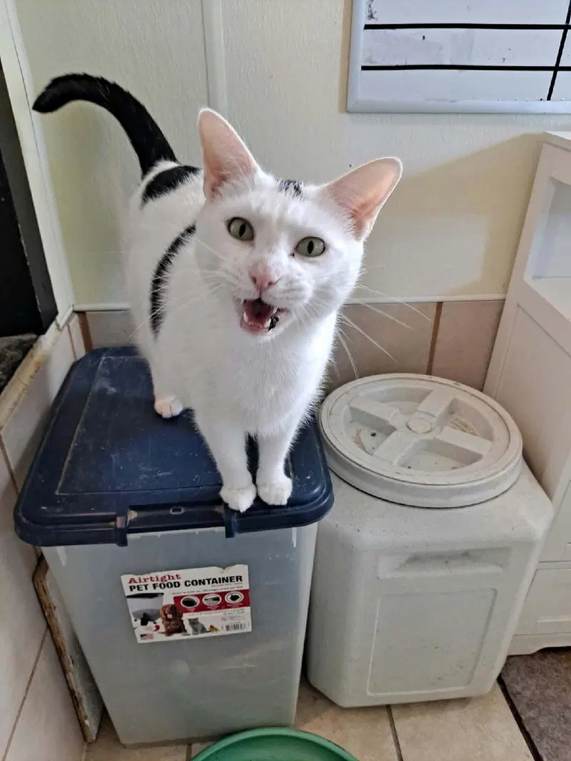 Pixie, a young female cat up for adoption