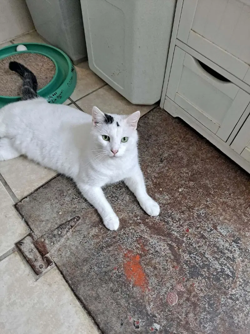 Pepper, a young cat up for adoption