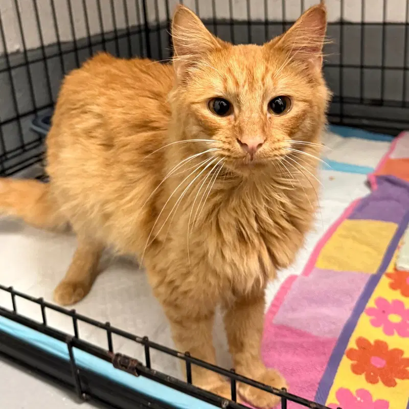 Chester, an adult male cat up for adoption