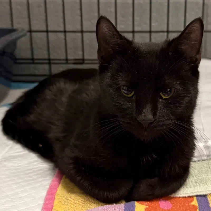 Minor, an adult male cat up for adoption