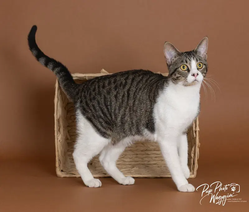 Miles Finch, a young male cat up for adoption