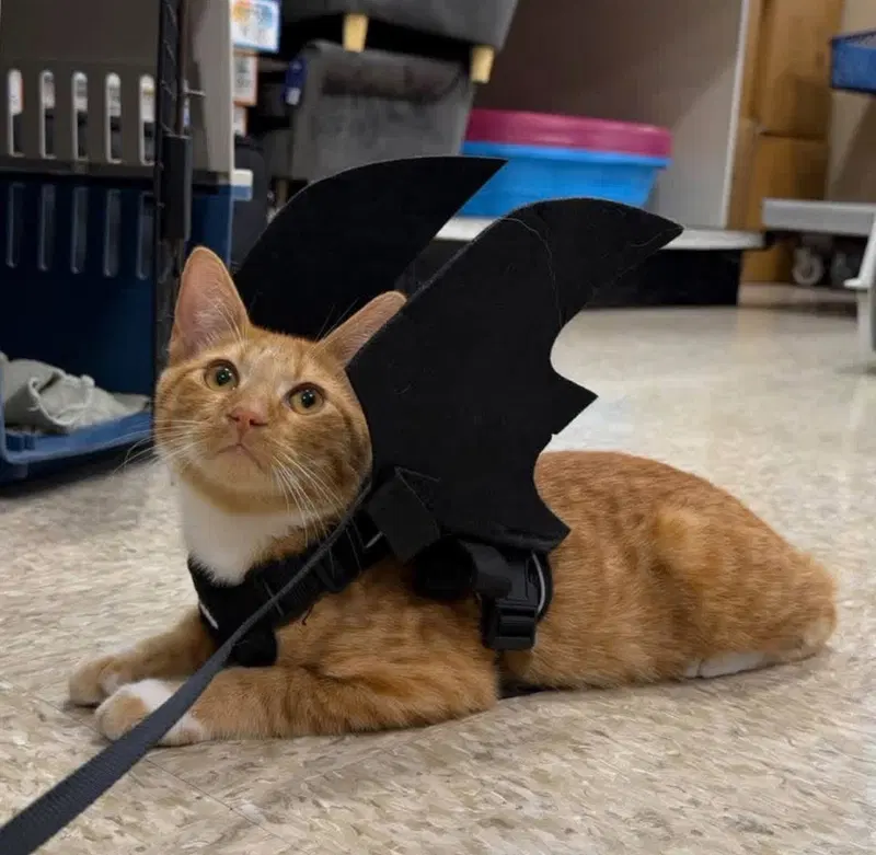 Rusty, a male kitten up for adoption
