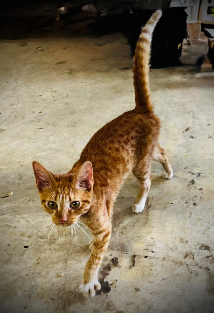 Rusty, photo 2