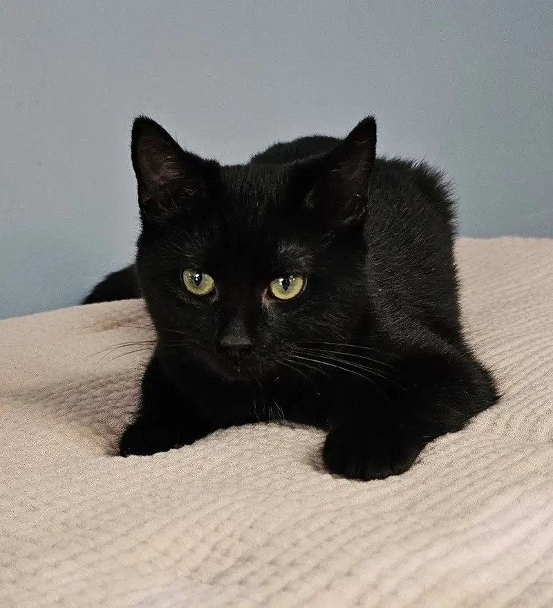 Phantom, a male kitten up for adoption