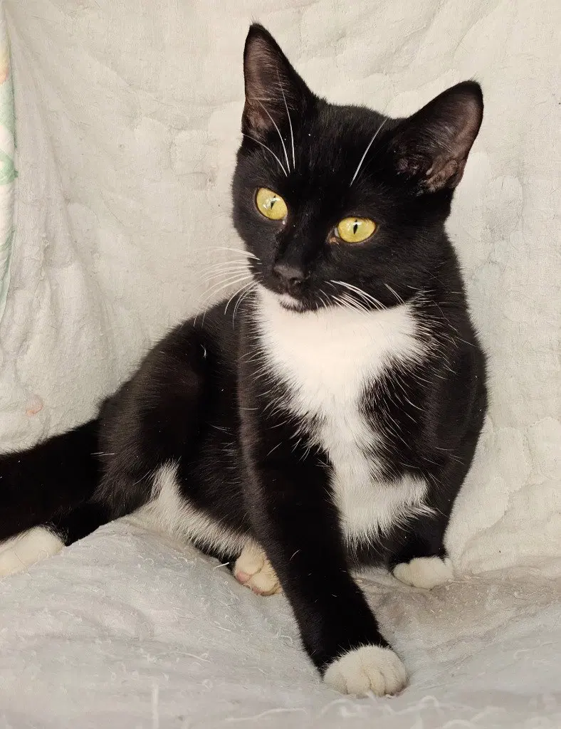 Millie Rock, a young male cat up for adoption