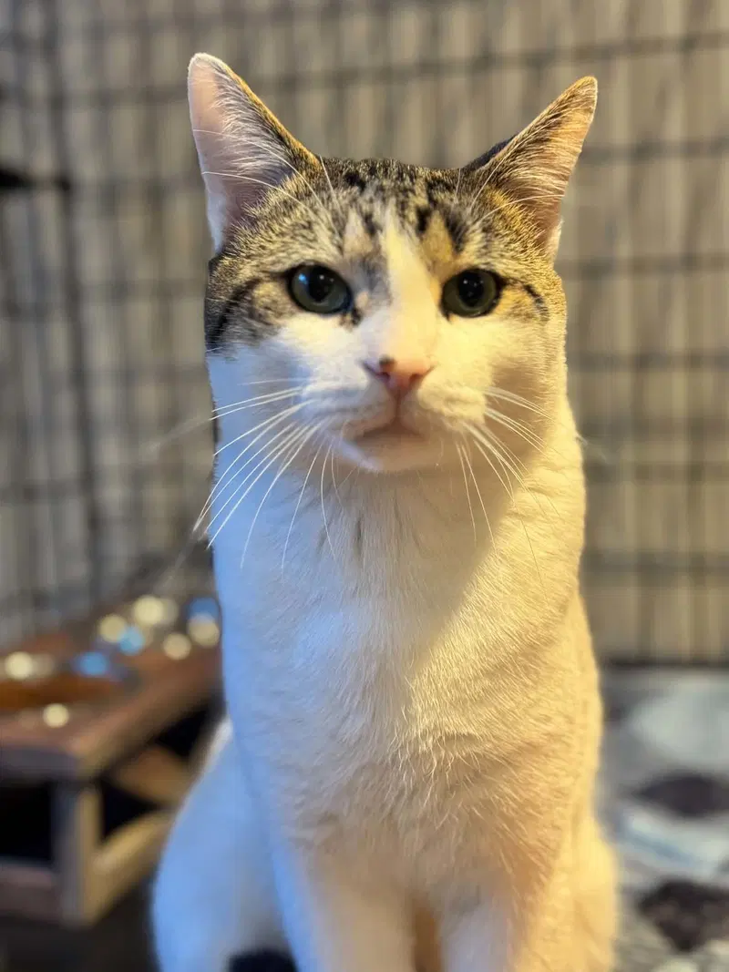 Milo, a male Tabby cat up for adoption