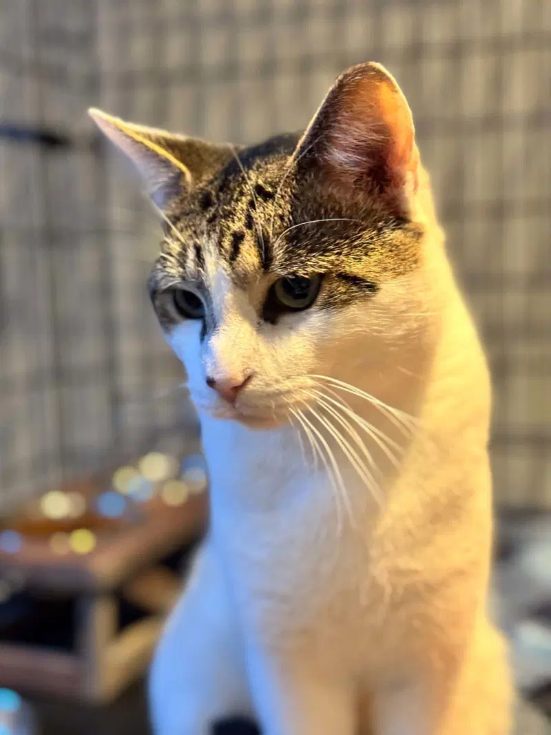 Milo, photo 3