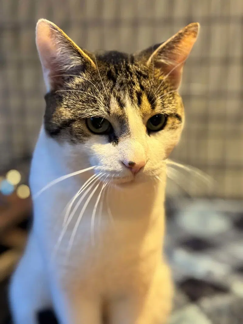 Milo, photo 2