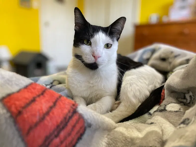 Lilly, a young female cat up for adoption
