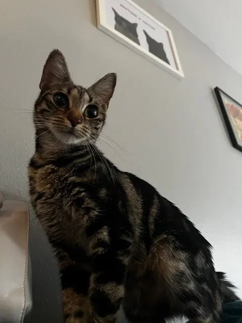 Sabrina, a young female cat up for adoption