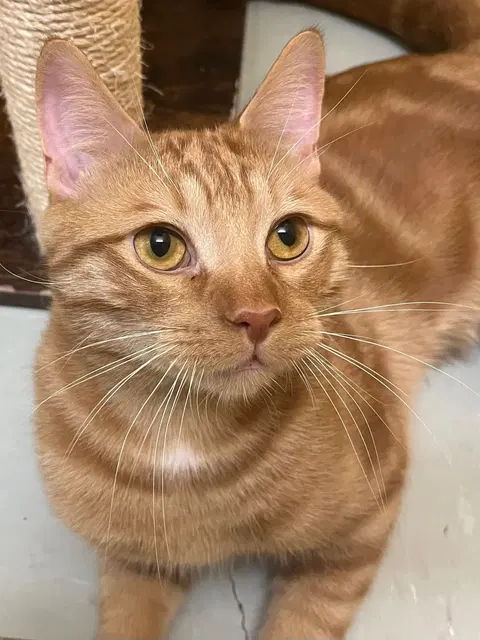 Watch the video of Félix
