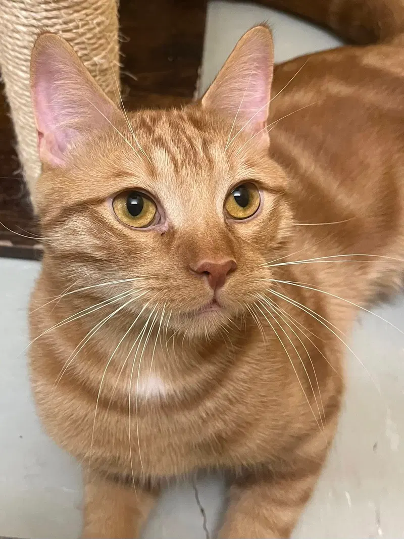 Félix, an adult male cat up for adoption