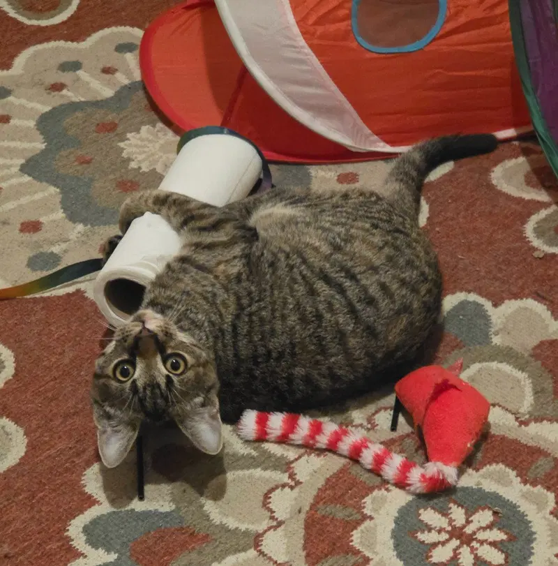 G3, a female American Shorthair kitten up for adoption