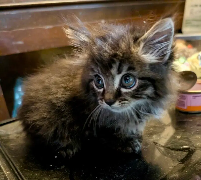 Kia, a female kitten up for adoption