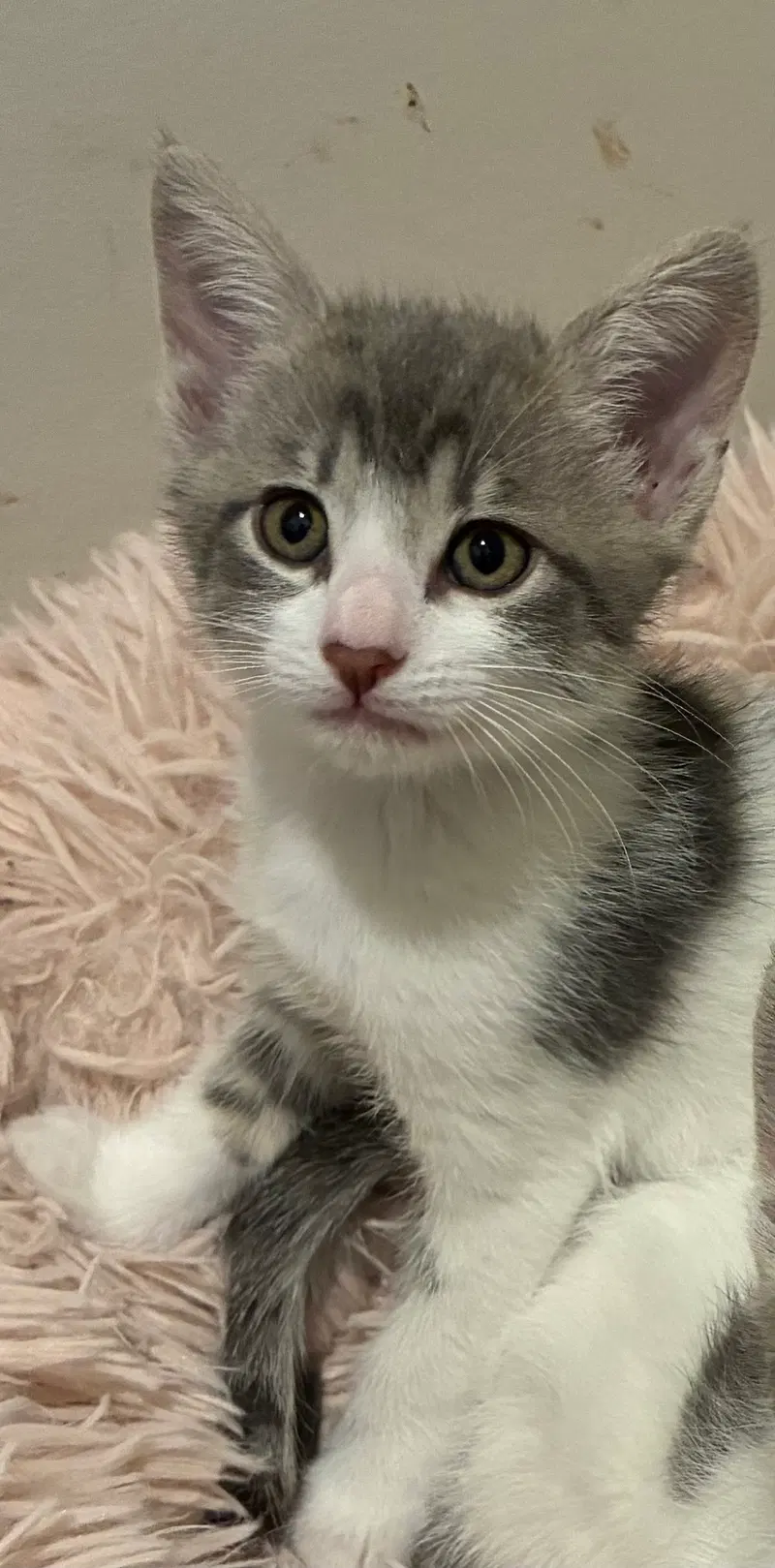 Splat, a male kitten up for adoption