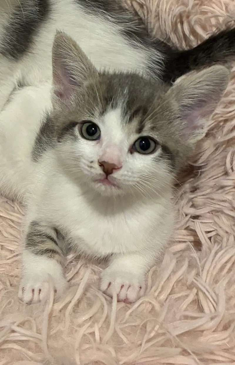 Spot, a male kitten up for adoption