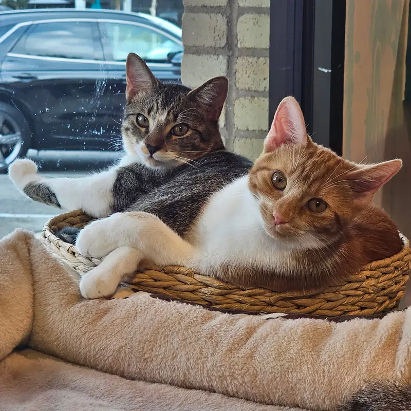 Lentil & Pinto, young female cats up for adoption