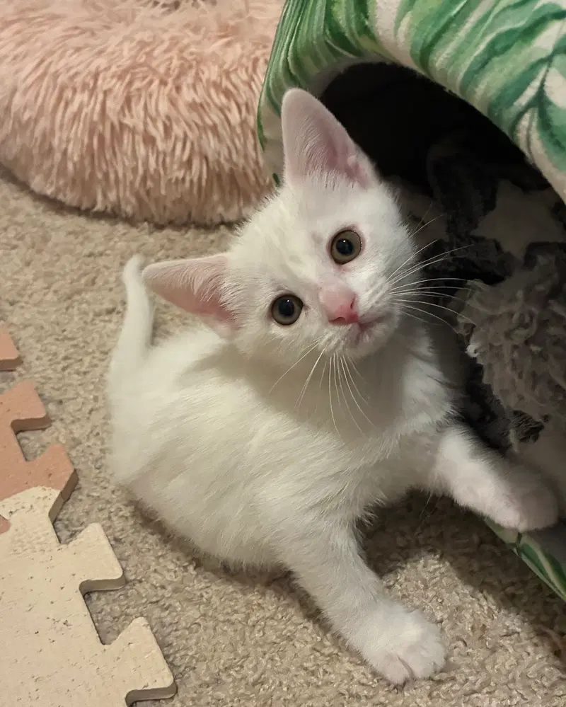 Tiara, a female kitten up for adoption
