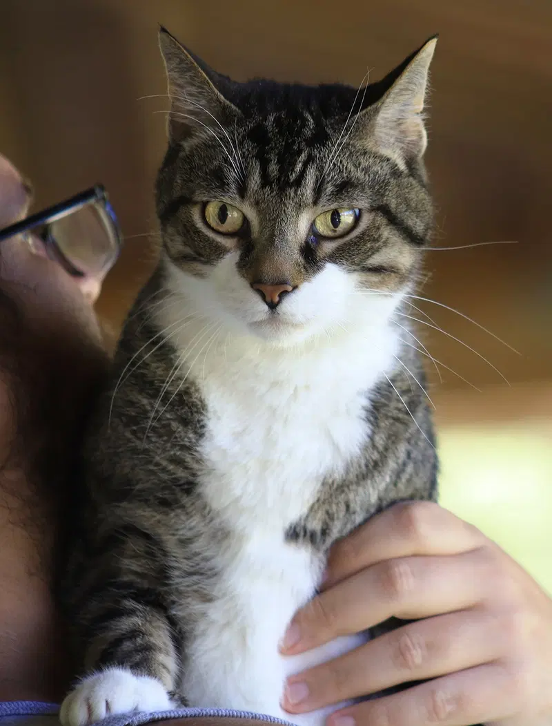 Hammond, a senior male cat up for adoption