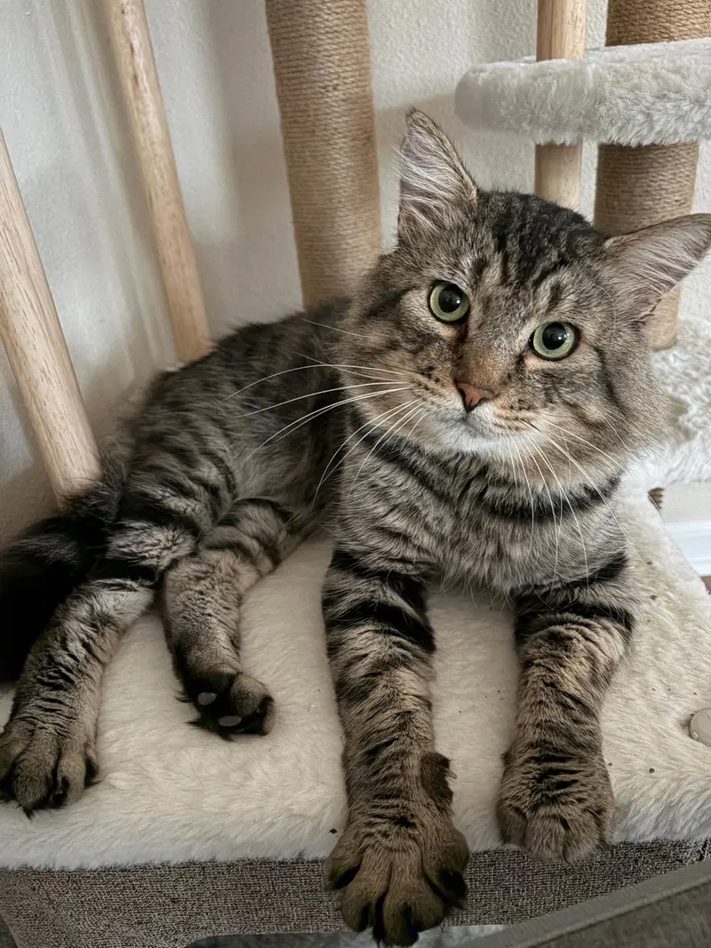 Aloisius, an adult male Tabby cat up for adoption