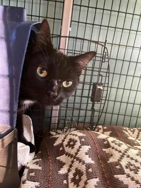 Taylor, an adult female cat up for adoption