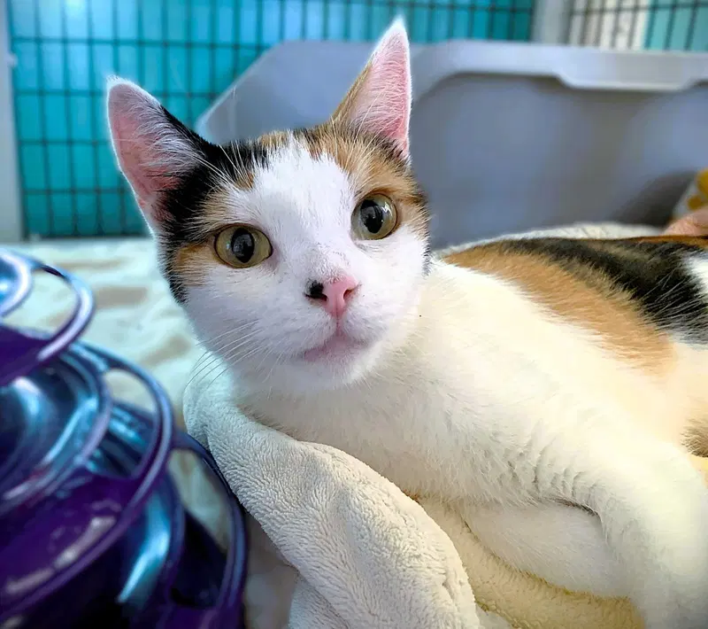 Mitzi, an adult female cat up for adoption