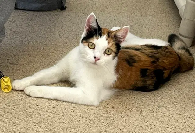 Mitzi, photo 2