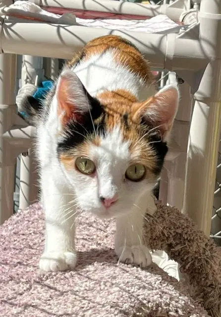 Mitzi, photo 4