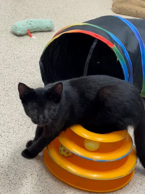 Kitten Calypso, photo 2