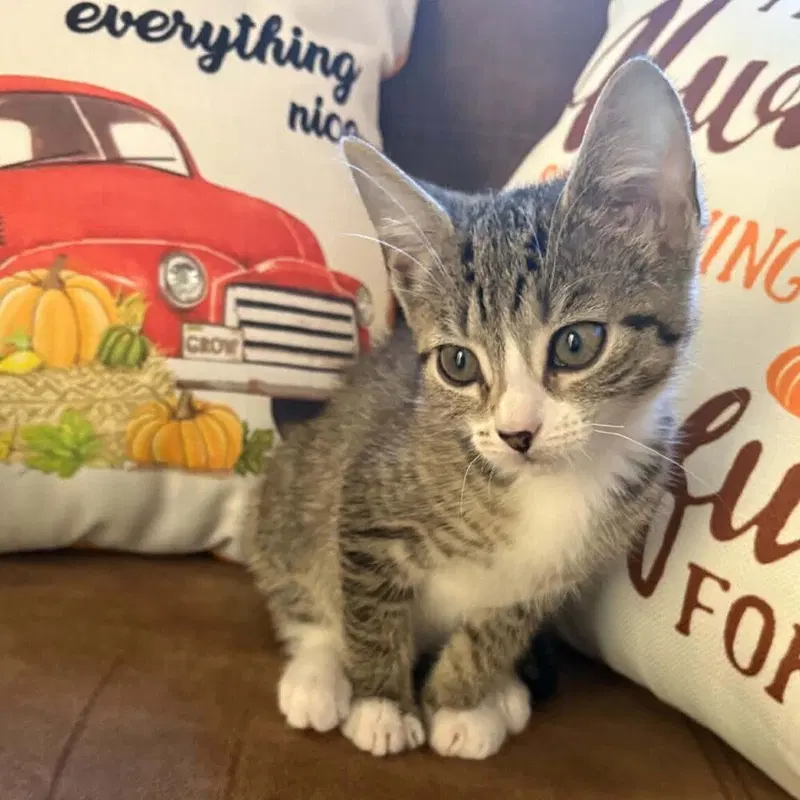 Lainey, a female kitten up for adoption
