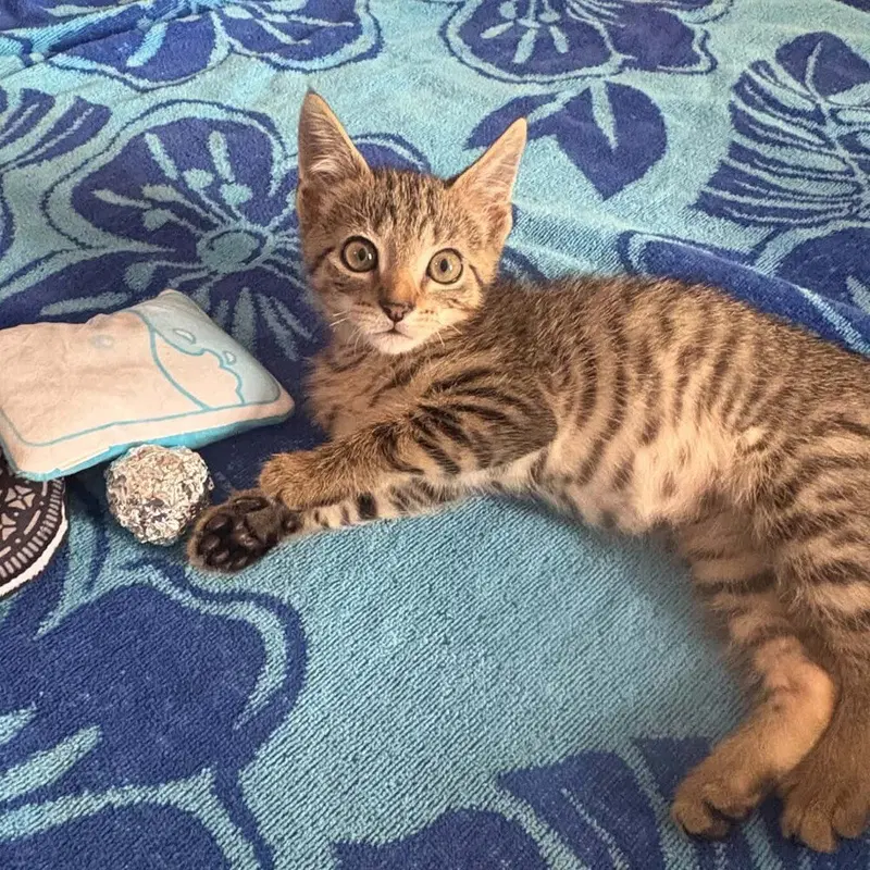 Morgan, a male kitten up for adoption