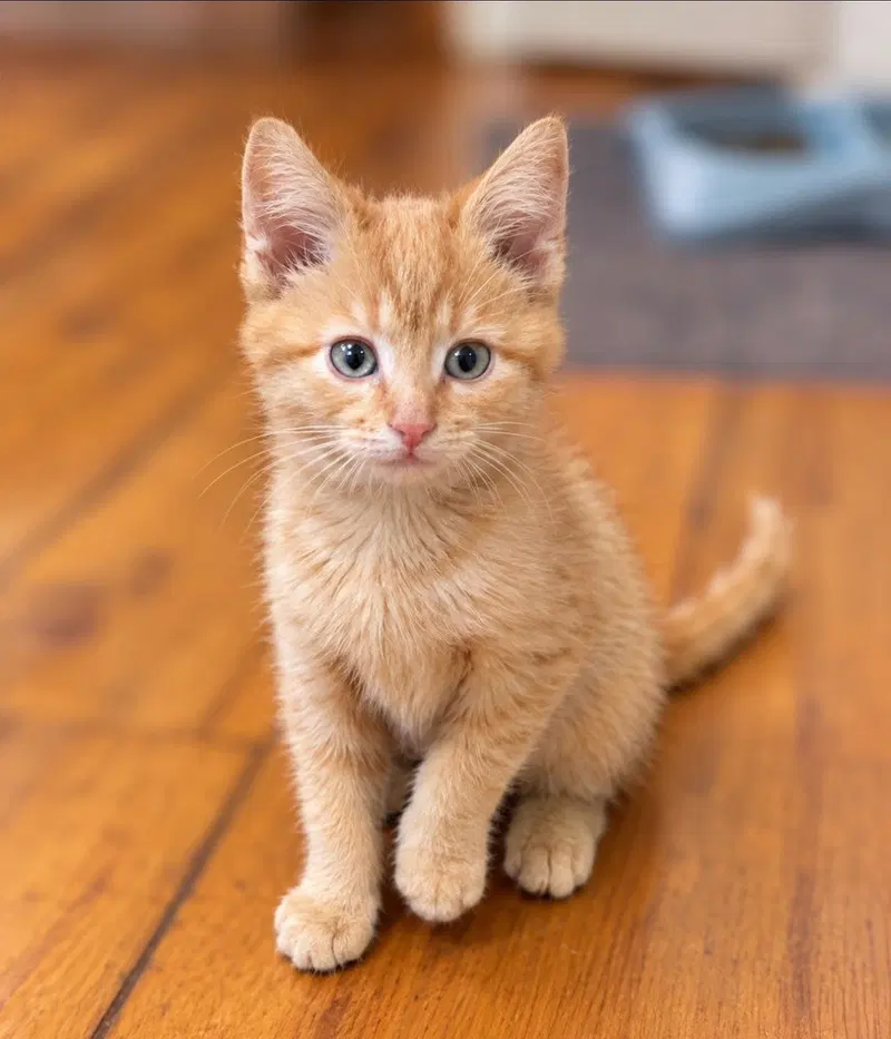 Mango, a male kitten up for adoption
